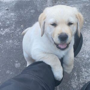 Lab puppies in Texas buy now