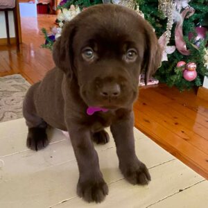 Labrador dog puppy for sale in Providence