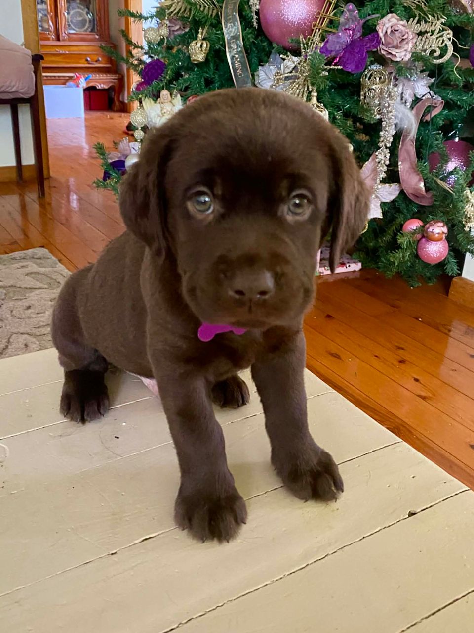 Purebred chocolate Labrador puppies for sale