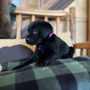 Black Labrador puppies for sale in USA