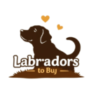 Labradors to buy